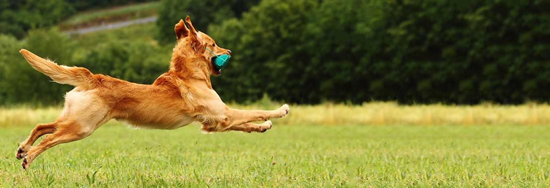 Deutscher Retriever Club e.V.