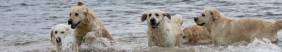 Deutscher Retriever Club e.V.