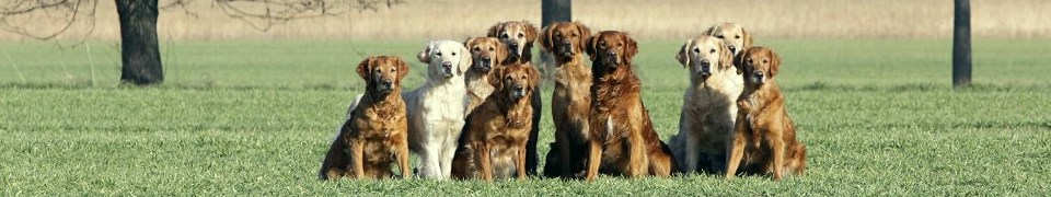 Deutscher Retriever Club e.V.