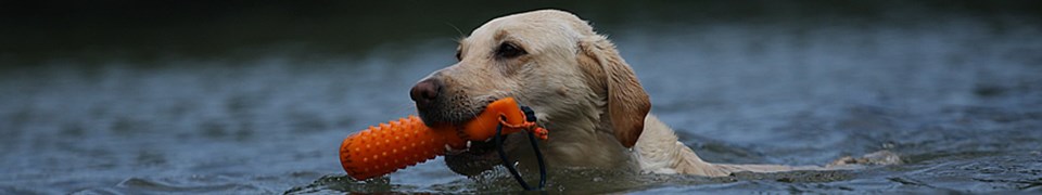 Deutscher Retriever Club e.V.