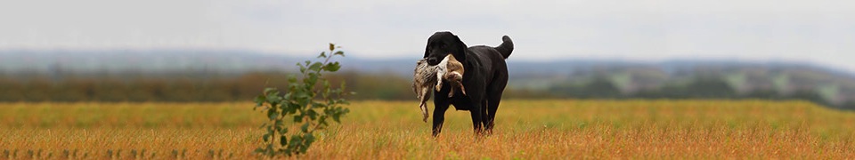 Deutscher Retriever Club e.V.