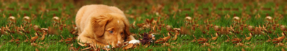 Deutscher Retriever Club e.V.